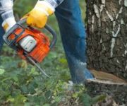 Man cuts down the tree with chainsaw