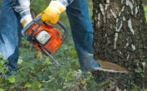 Man cuts down the tree with chainsaw