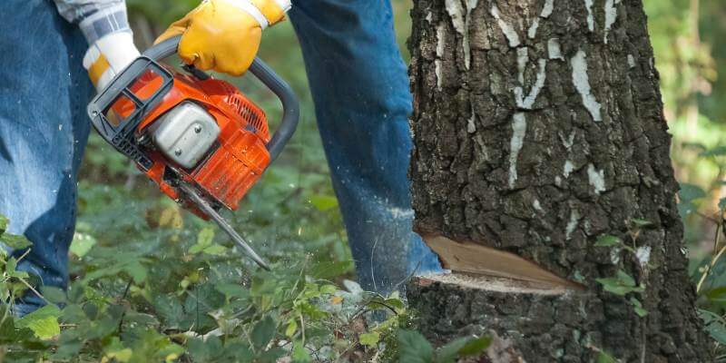 Worker cuts down a tree with chainsaw