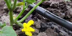 Compare Drip Irrigation Cost