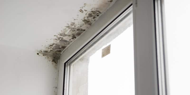 black mold cleanup from above a window