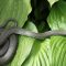 Keep Snakes Out of Your House and Yard