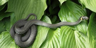 snake lying in leaves of a plant