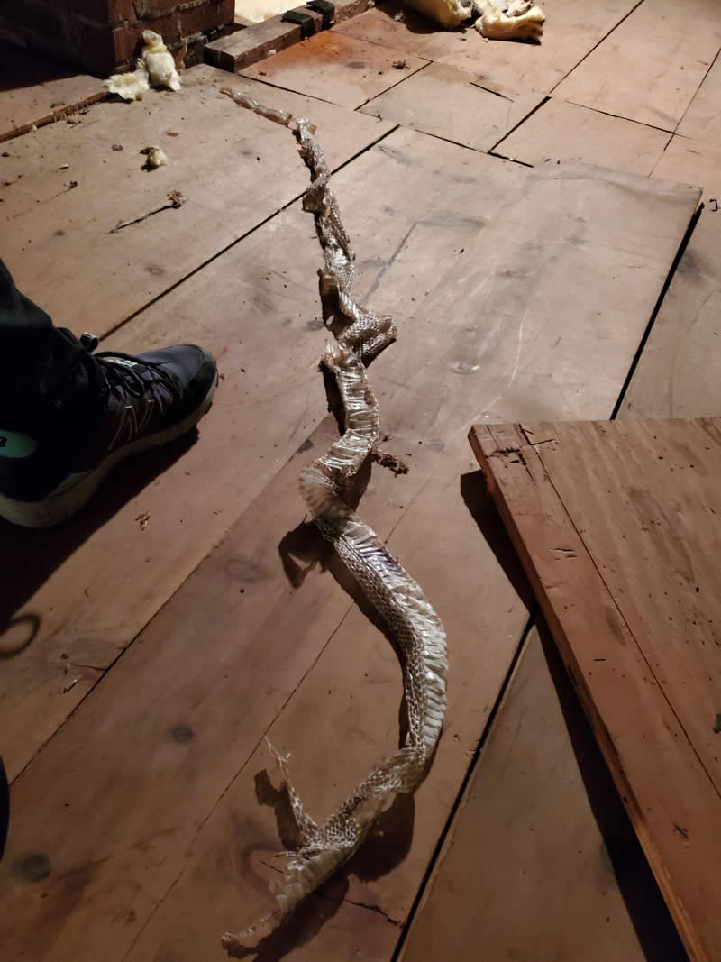 snake skin on attic floor