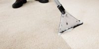 professional cleaning a carpet