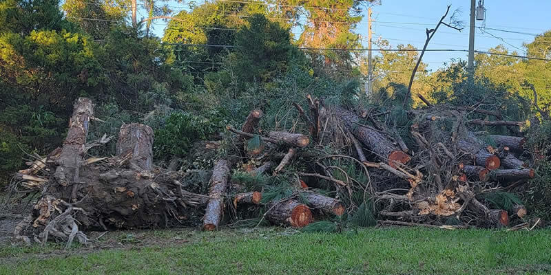 cut down trees awaiting disposal