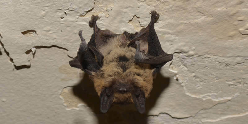 bat hanging from a ceiling