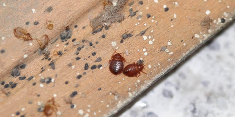 stock photo of bed bugs
