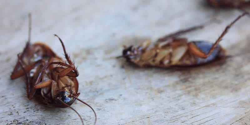 cockroaches dead on their backs