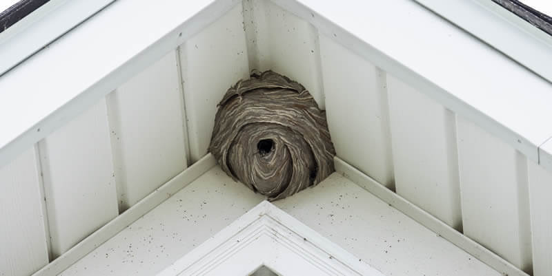 hornets nest in the peak of a roof on house