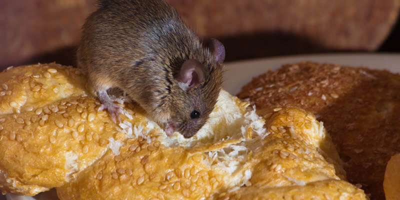 mouse eating bread in kitchen