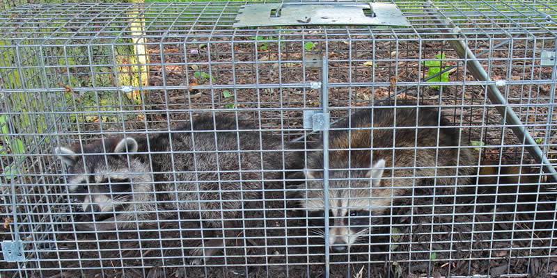 raccoons caught in a humane trap