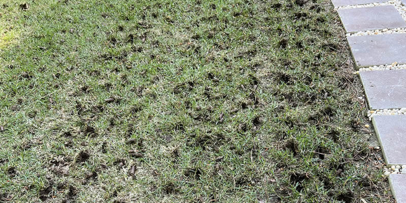 recently aerated lawn with visible holes in turf